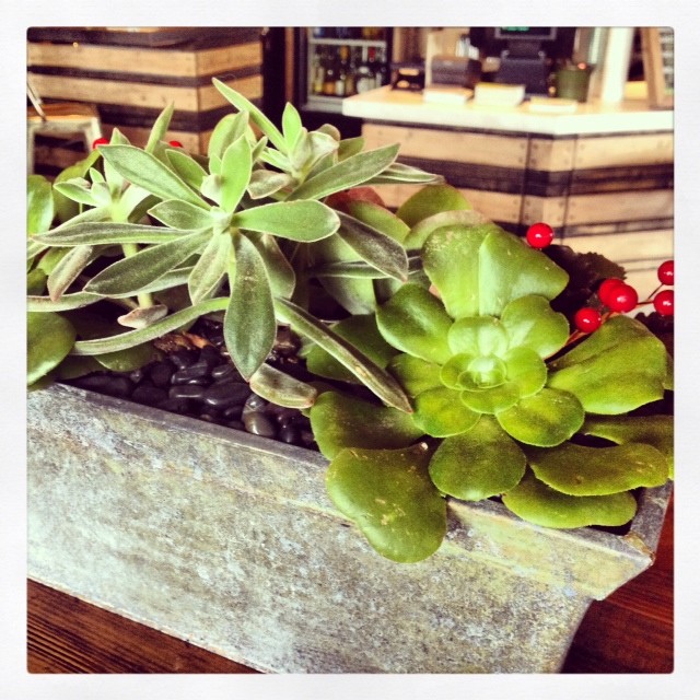 holiday succulents compliments of greeleaf restaurant.