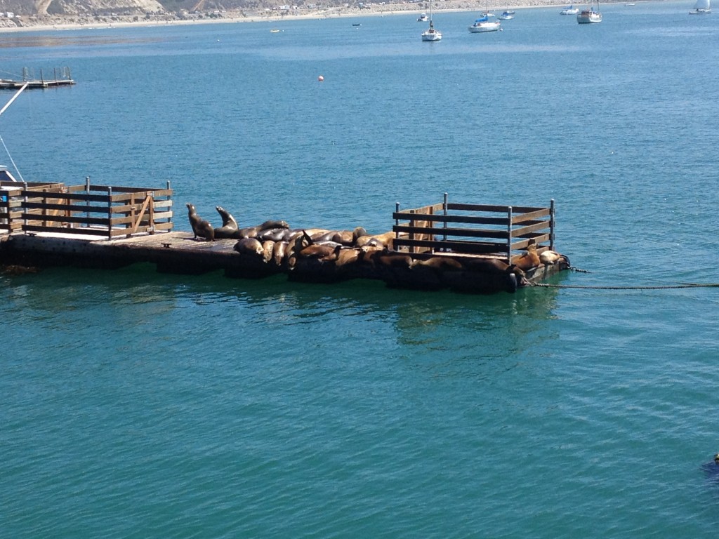 sunbathing sea lions.
