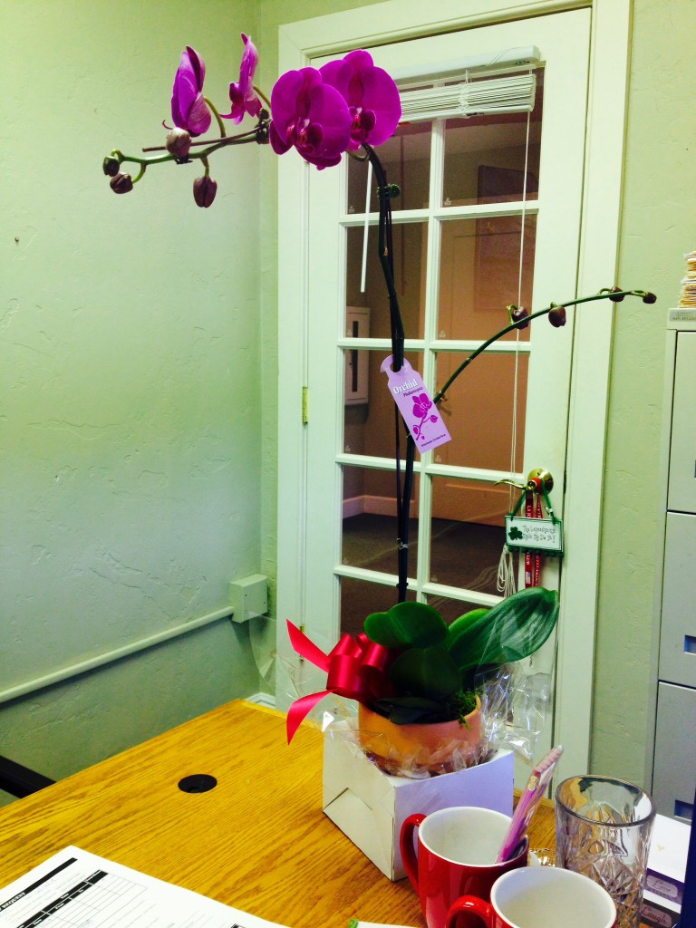 birthday orchid