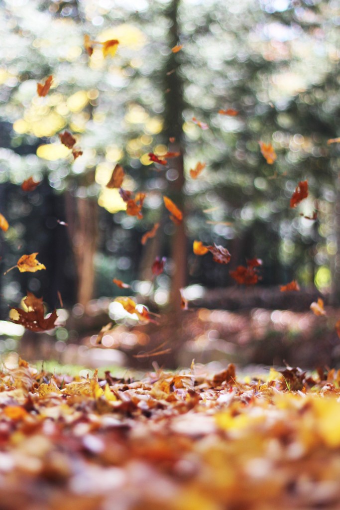 autumn leaves_unsplash